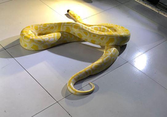 7-foot python seen in Batasan Hills, QC | GMA News Online