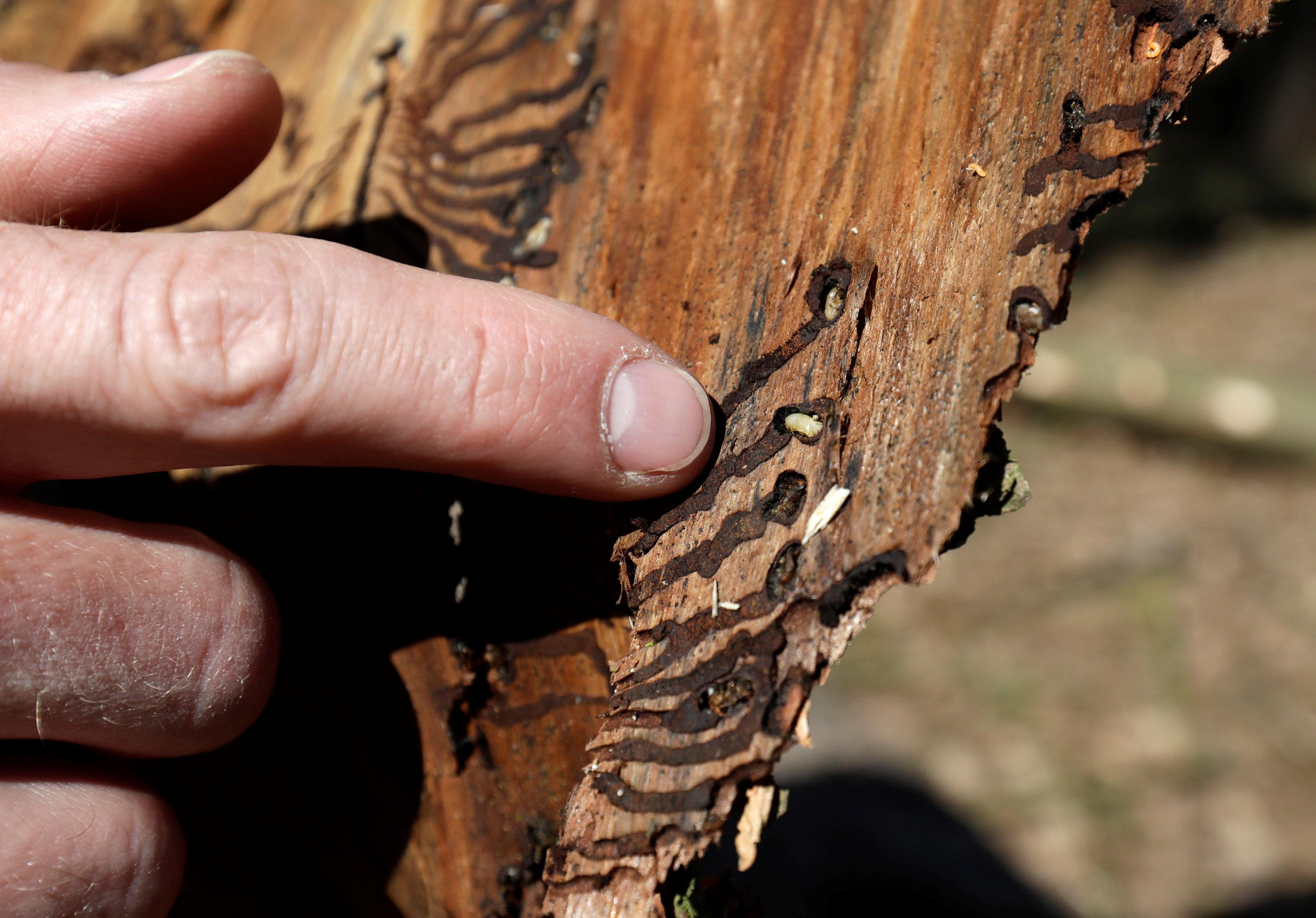 Climate Change To Blame As Bark Beetles Ravage Central Europe's Forests ...