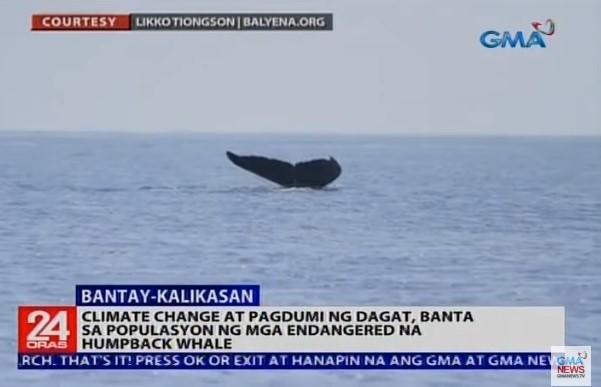 Humpback whales spotted near Babuyan Islands | GMA News Online