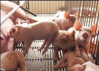 PH lifts import ban on Hungarian livestock