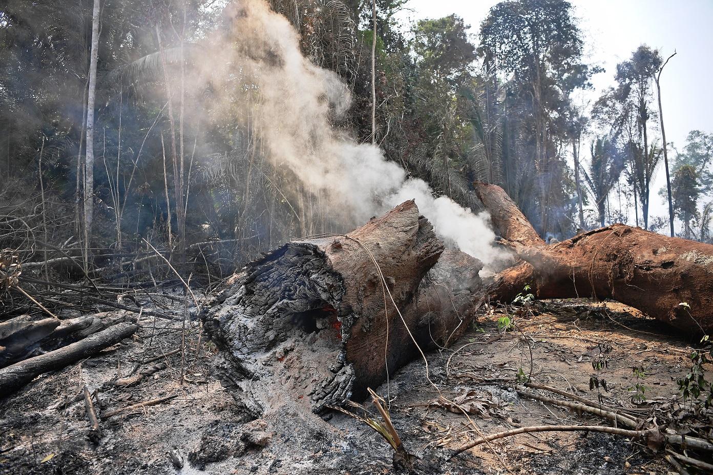 Colombia's Amazon forest gets boost with $366-M protection fund