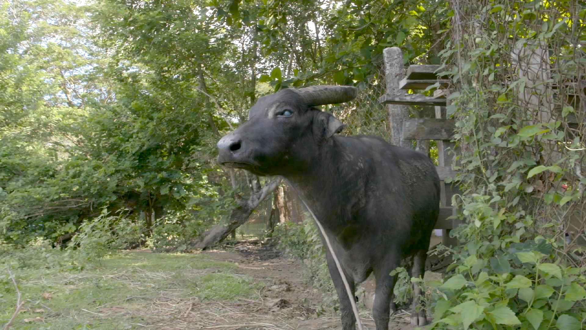 Lone captive tamaraw named Kalibasib dies in Mindoro