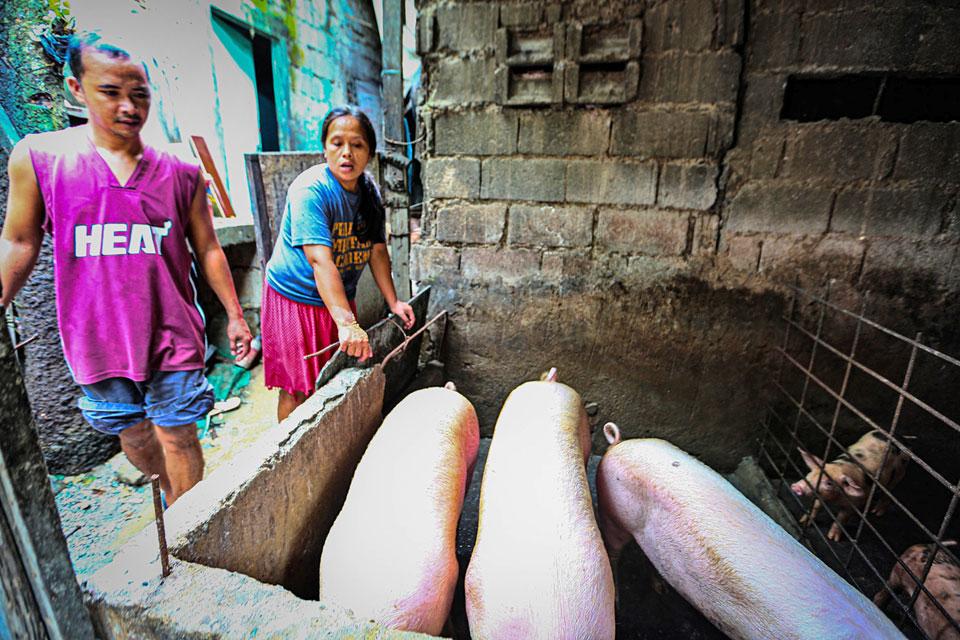 Qc Gov T Bans Backyard Hog Raising Photos Gma News Online