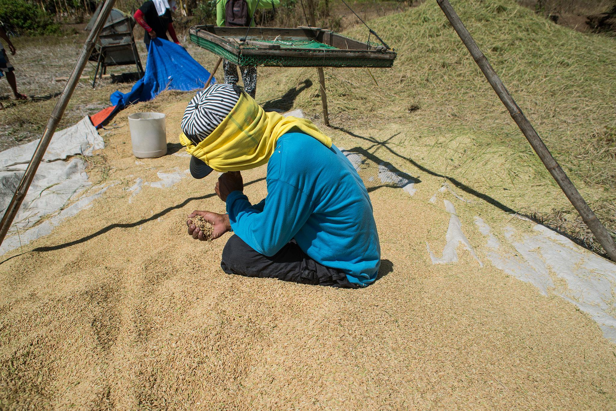 Nfa Sinag Ink Deal To Buy P150 Billion Worth Of Palay From Local