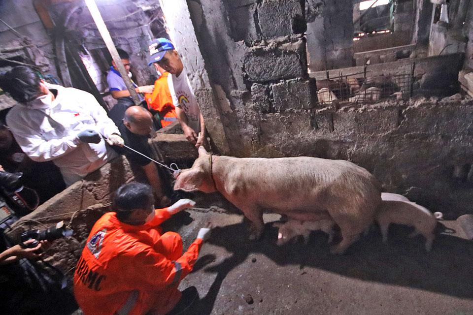 Group urges gov't to increase financial aid for ASF-hit hog raisers