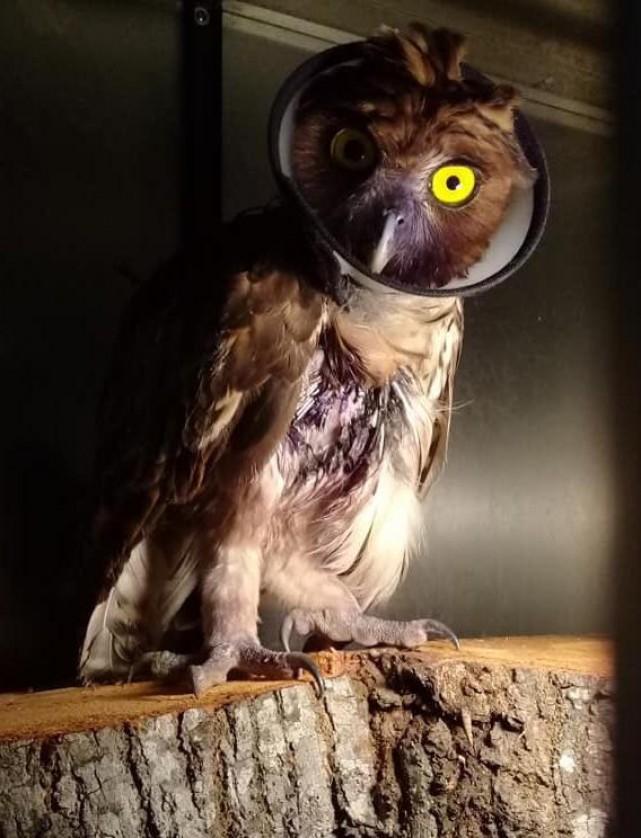 Photo courtesy of Doc. Anthony Villar