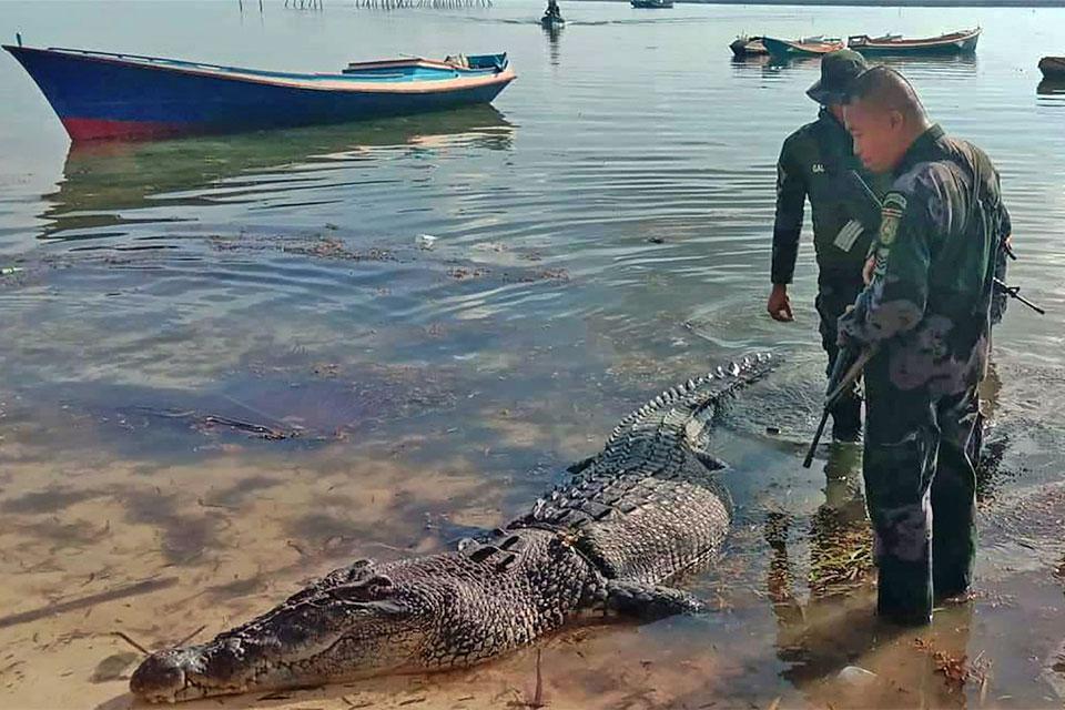 Cops kill 16-ft croc that killed fisherman in Balabac | Photos | GMA ...