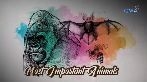 Humanity won't survive without these three animals │ GMA News Online