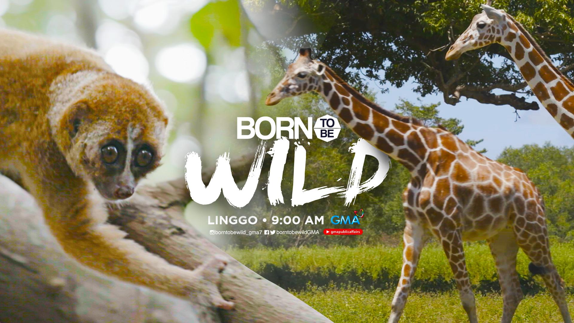 Philippine slow loris and giraffes on ‘Born to be Wild’ | GMA News Online