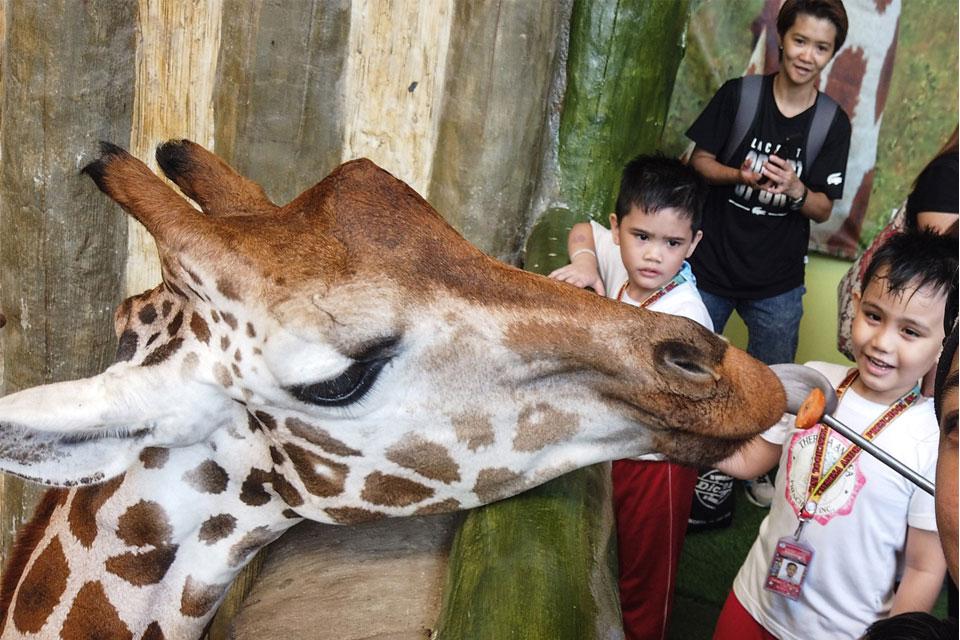 Giraffes attract school kids at Avilon Zoo | Photos | GMA News Online