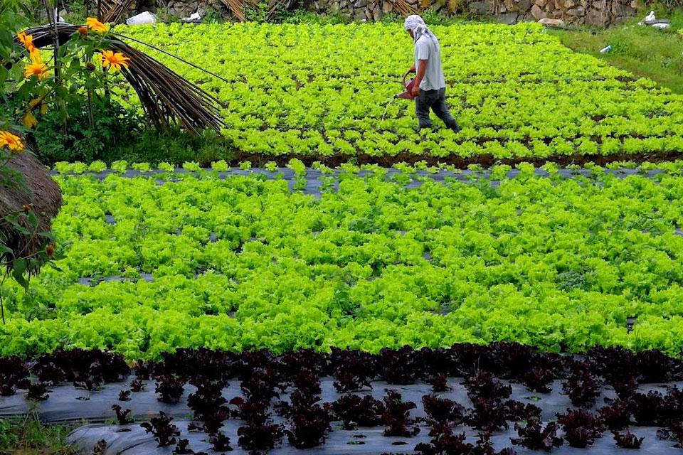 Oversupply of Benguet lettuce spawns market price dip | Photos | GMA ...