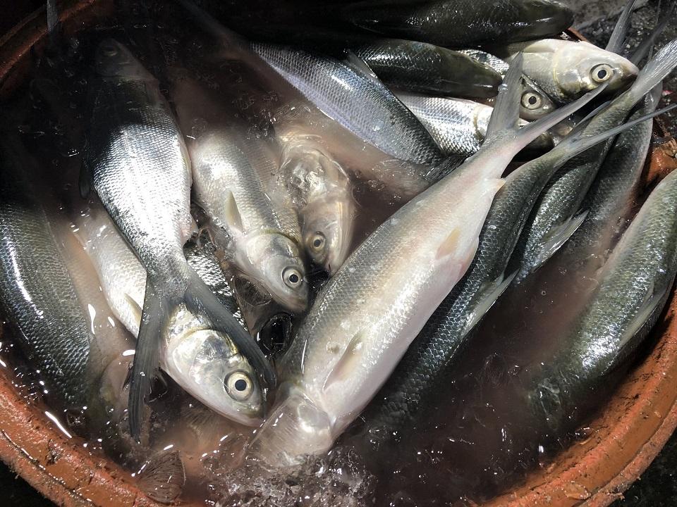 Milkfish or bangus shortage hits Dagupan; prices go up