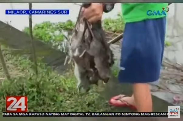 Camarines town residents feed on rats to ease hunger in typhoon aftermath