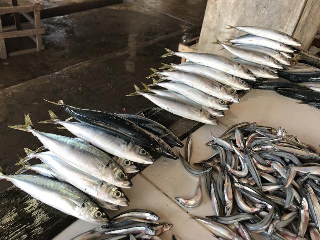 Filipina akan mengimpor 60 ribu metrik ton ikan untuk Q1 2022 — DA GMA News Online