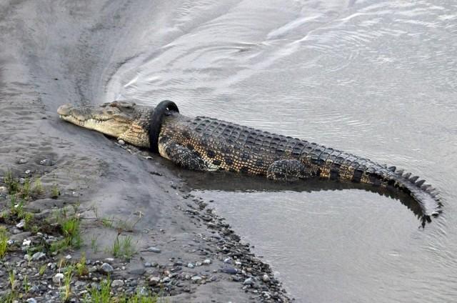 This picture taken on January 22, 2020 shows a saltwater crocodile, with a motorcycle tire around its neck, sunbathing by the riverbanks in Palu, Central Sulawesi. Indonesian authorities are offering a reward to anyone who can remove the tire—and survive. Muhammad/AFP