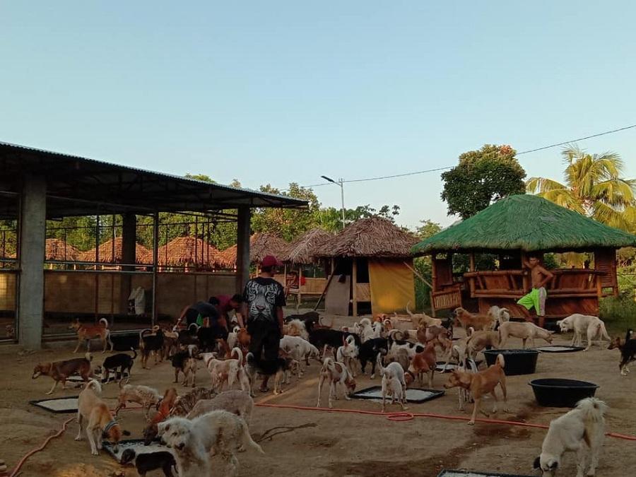 Woman in Batangas opens farm to affected animals of Taal Volcano