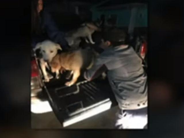 Group saves abandoned pets amid Taal Volcano's eruption