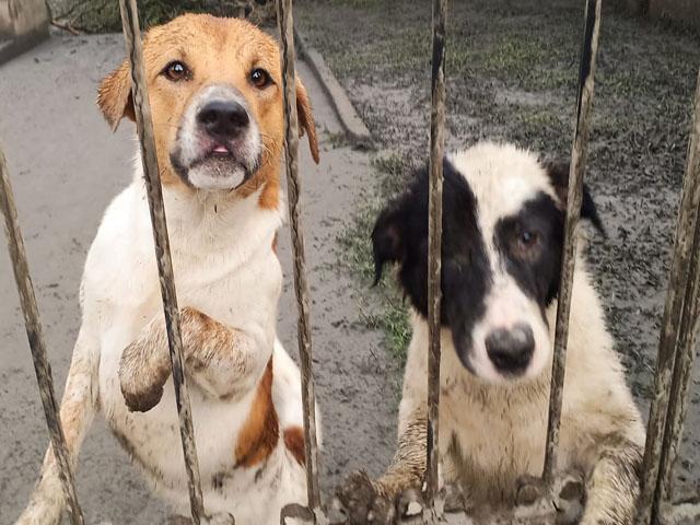 Hundreds of pets abandoned inside cages, compounds in Taal-hit areas ...