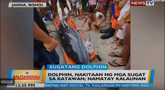 Wounded bottlenose dolphin dies after being washed ashore in Bohol ...