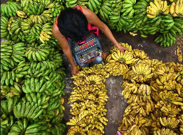 Marcos wants measures to protect PH banana industry