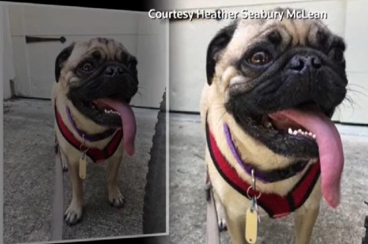 Alagang aso sa North Carolina, nagpositibo sa COVID-19 | Balitambayan