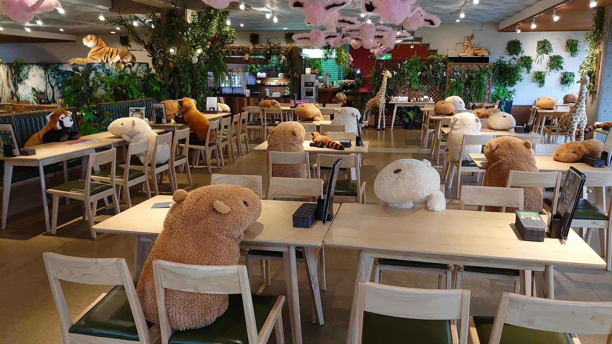 Кофейня с капибарами москва адрес. В Японии кафе копибар. Ресторан с Капибарами в Японии. Кафе с Капибарами в Токио. Капибара в Японии.