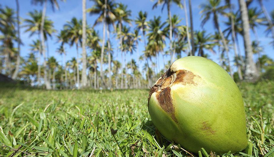 Marcos tasks PCA to come up with plan to rehabilitate coconut industry thumbnail