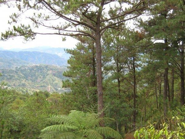 BCDA to offer 70 hectares of untapped land in Camp John Hay 