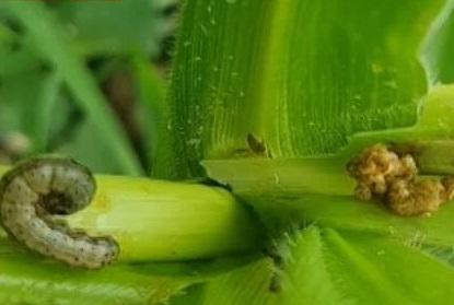 Fall armyworms attack several hectares of corn farm in Kidapawan │ GMA ...