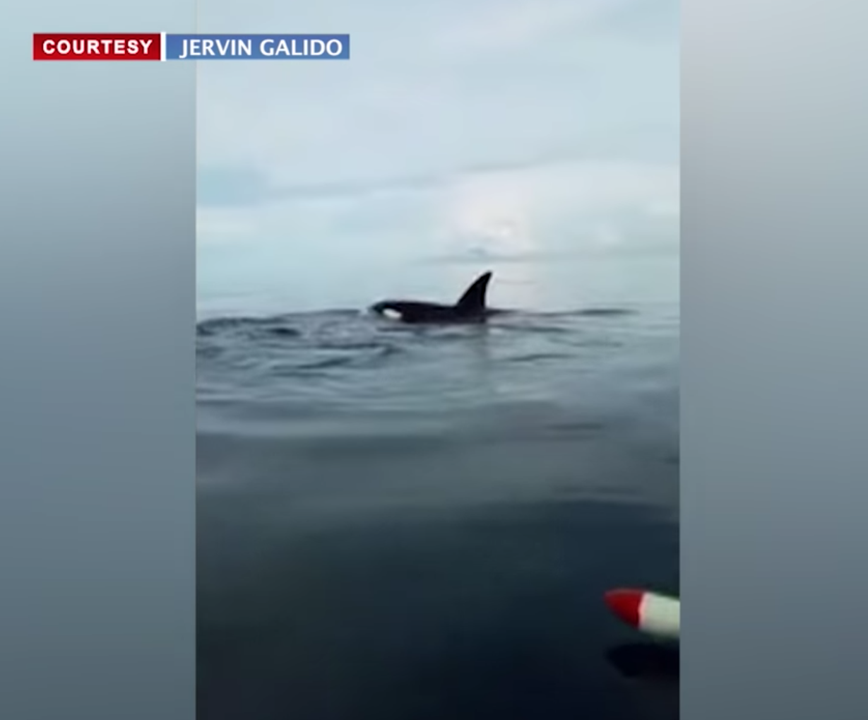 Dolphins, killer whales seen in Bohol waters | GMA News Online