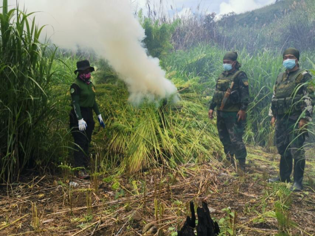 Over P1.3M worth of marijuana destroyed in Benguet farms —PNP