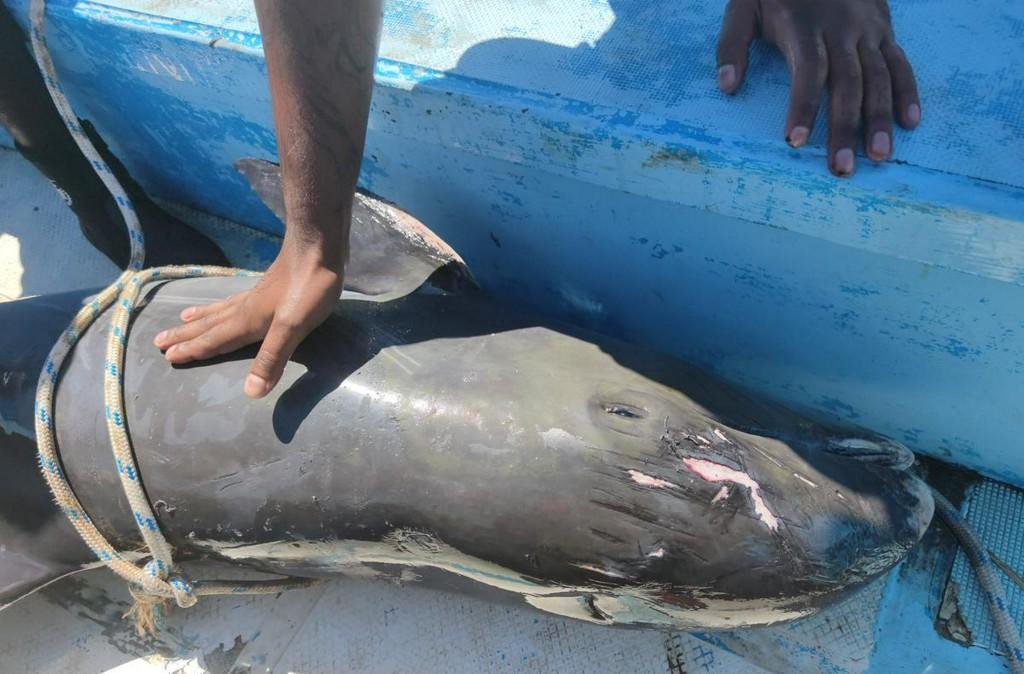 Dying mother dolphin struggles to save baby in Mauritius lagoon after ...