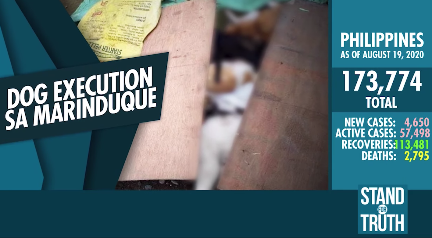 Marinduque residents alarmed over 'dog execution order' | GMA News Online