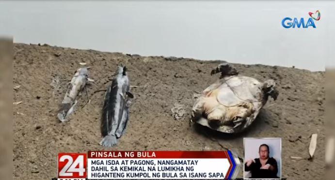 Fish, turtles turn up dead in Batangas river due to chemicals | GMA ...