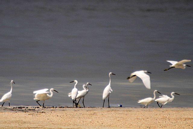 Egrets drop by Manila Bay during 'White Sands' project opening