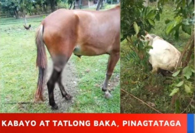 Animal cruelty in Boac, Marinduque