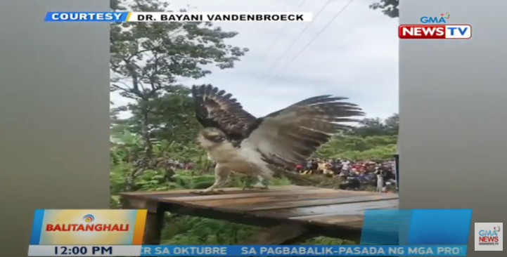 Great philippine eagle escape прохождение