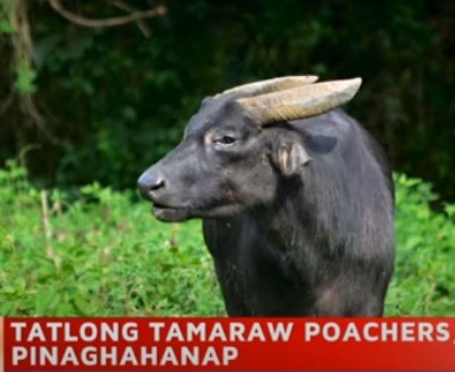 Poachers kill endangered tamaraw in Oriental Mindoro