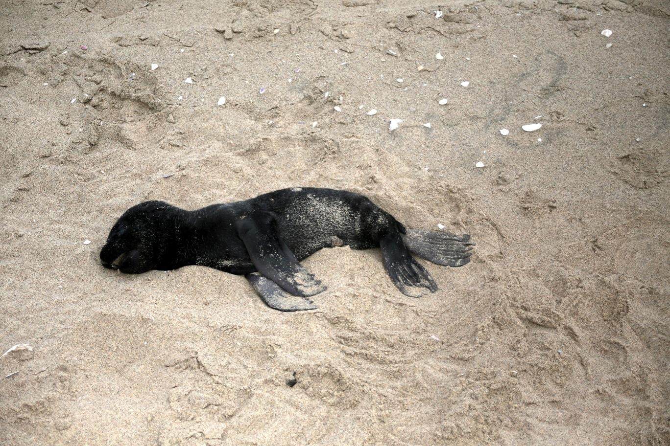 More than 7,000 dead seals found along Namibian beach -conservation