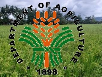 Kerusakan Odette pada sektor pertanian melonjak menjadi P3,1 miliar — DA GMA News Online