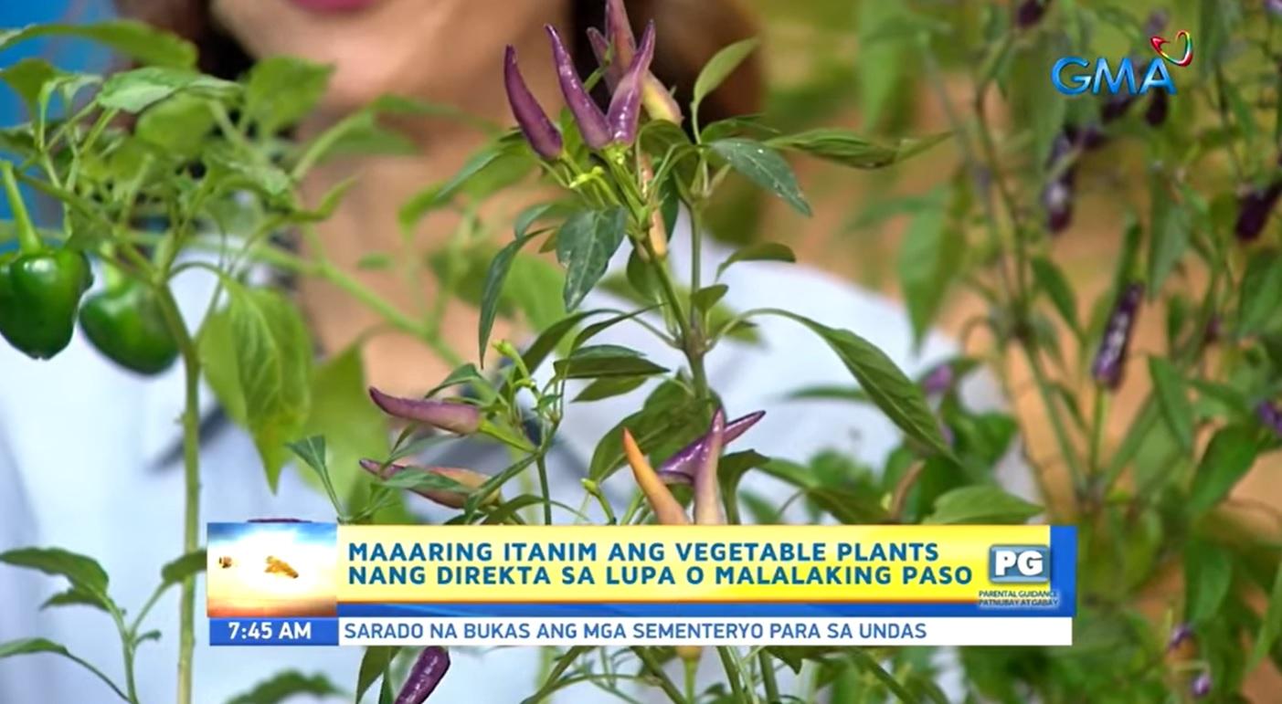 Herbs and veggies you can easily plant and grow in pots | GMA News Online