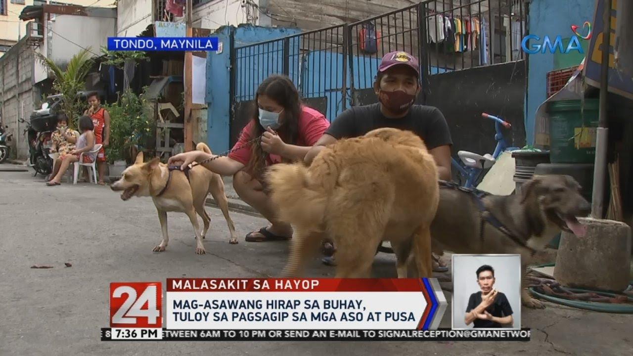 Couple in Tondo, Manila rescue over 80 abandoned dogs, cats | GMA News ...