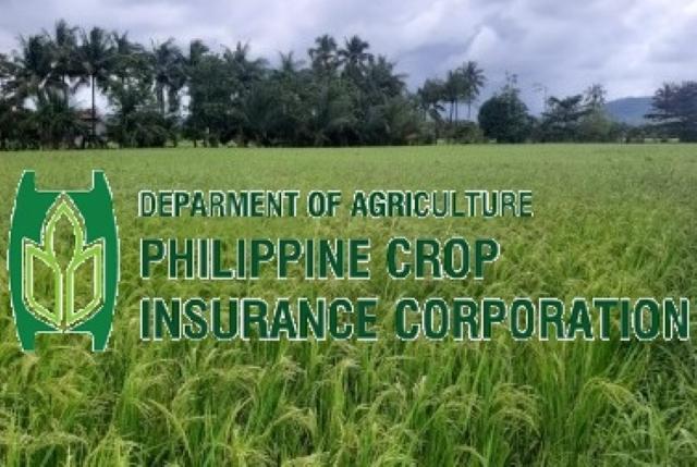 PCIC gives P24.4M worth of indemnity checks to Kristine-hit farmers in Bicol