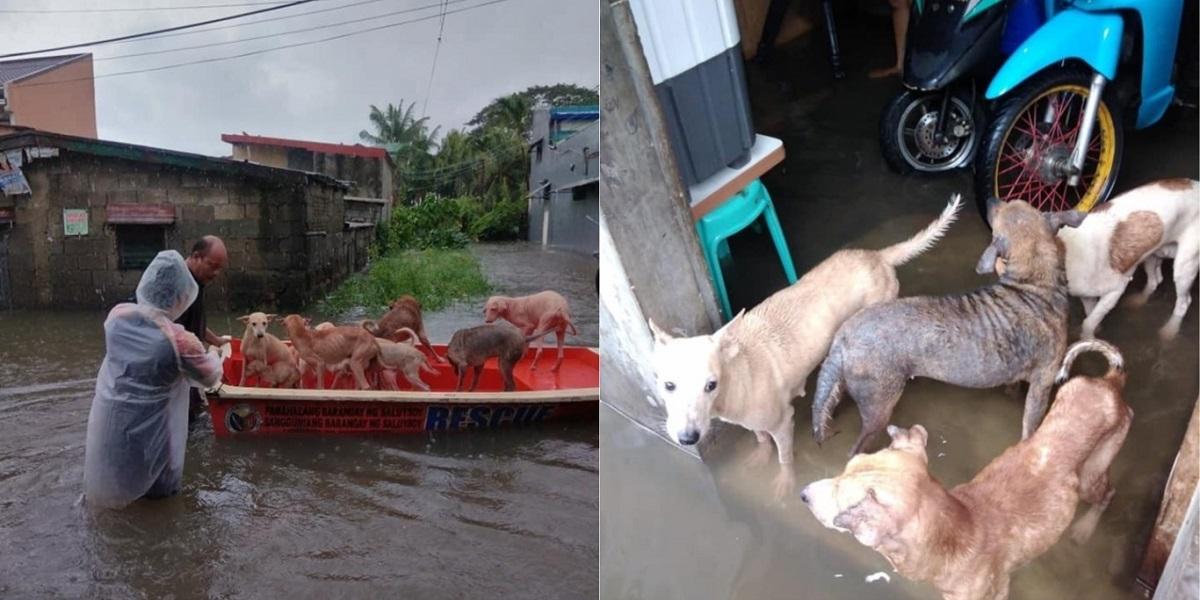 Man rescues homeless dogs as Typhoon Ulysses floods shelter GMA News