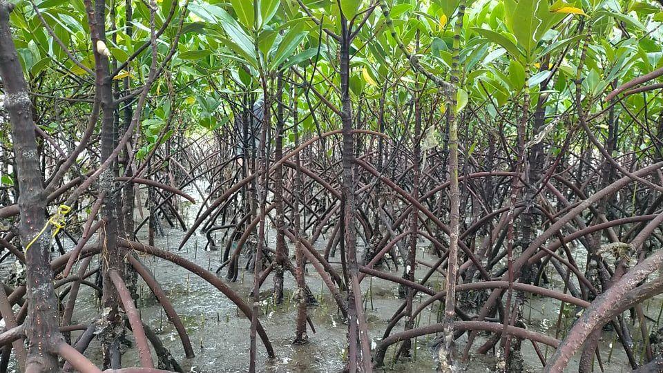 People’s Survival Fund Board OKs P99 million for climate vulnerability projects