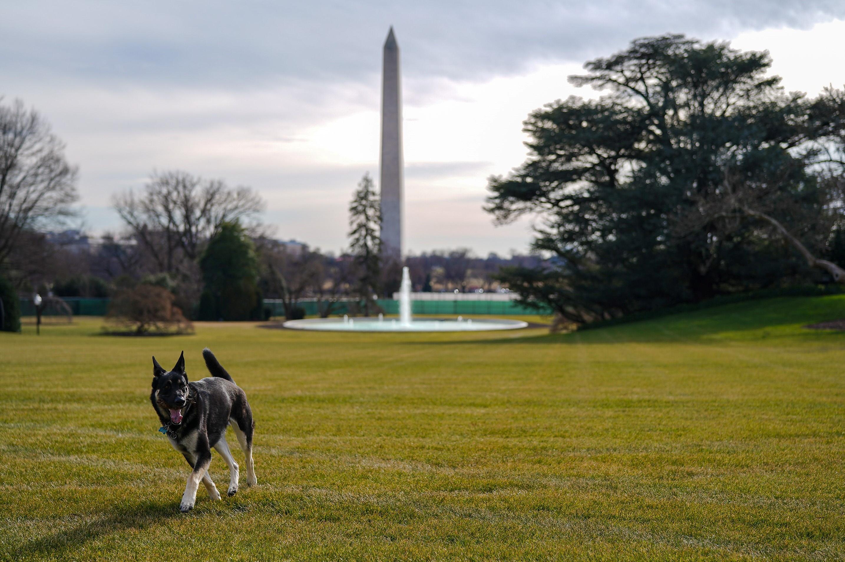 Biden 'First Dogs' arrive at White House
