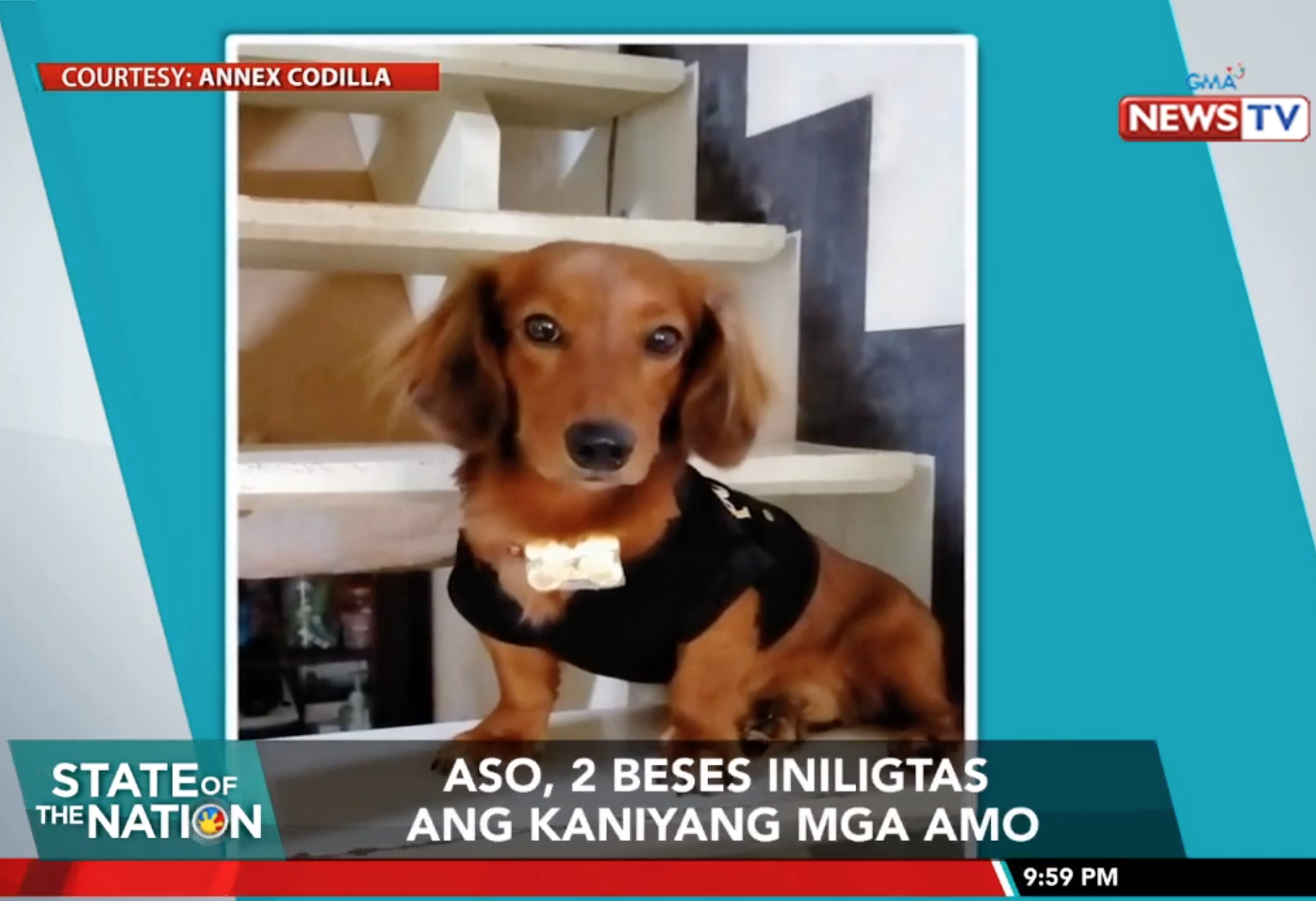 Dog saves family from danger for 2nd time GMA News Online