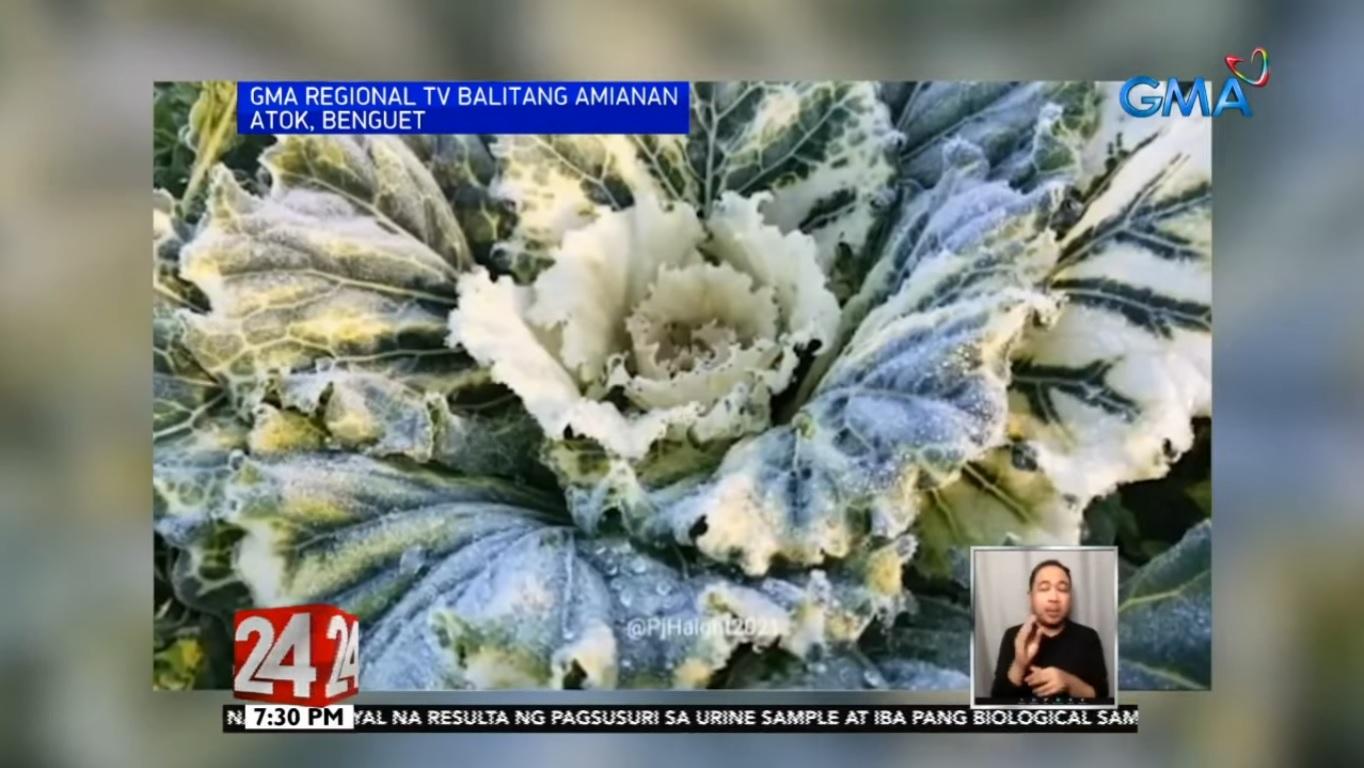 Frost coats cabbages in Atok, Benguet GMA News Online