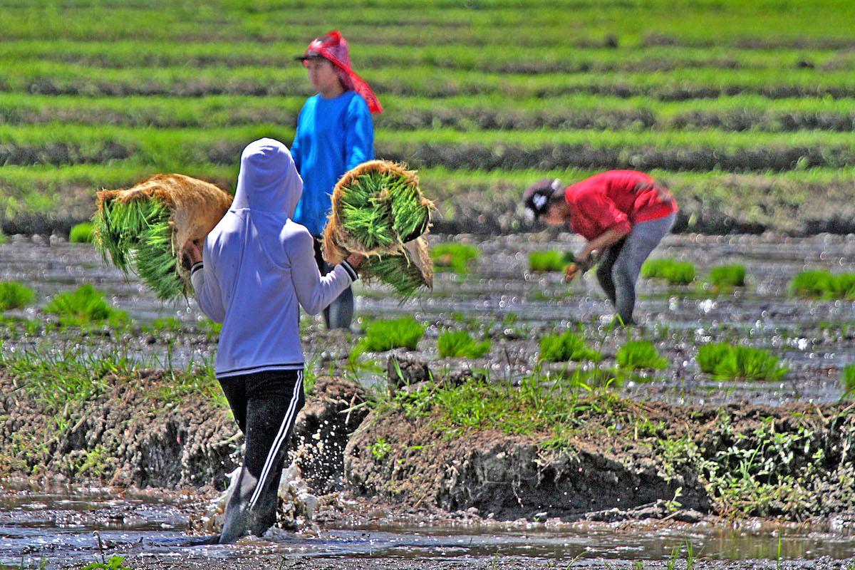 Kelompok pertanian SINAG melihat kenaikan harga produk pertanian GMA News Online