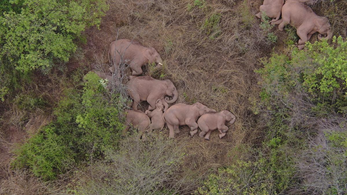 China's wild elephants on the move again after day of rest